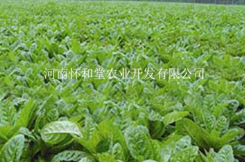怀和堂怀山药基地
